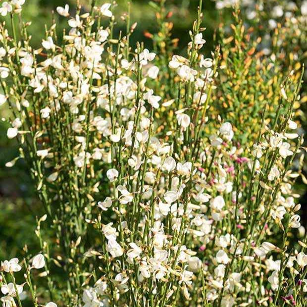 Bakker Genêt blanc Cytisus pot Ø 9cm 30-40cm floraison avril