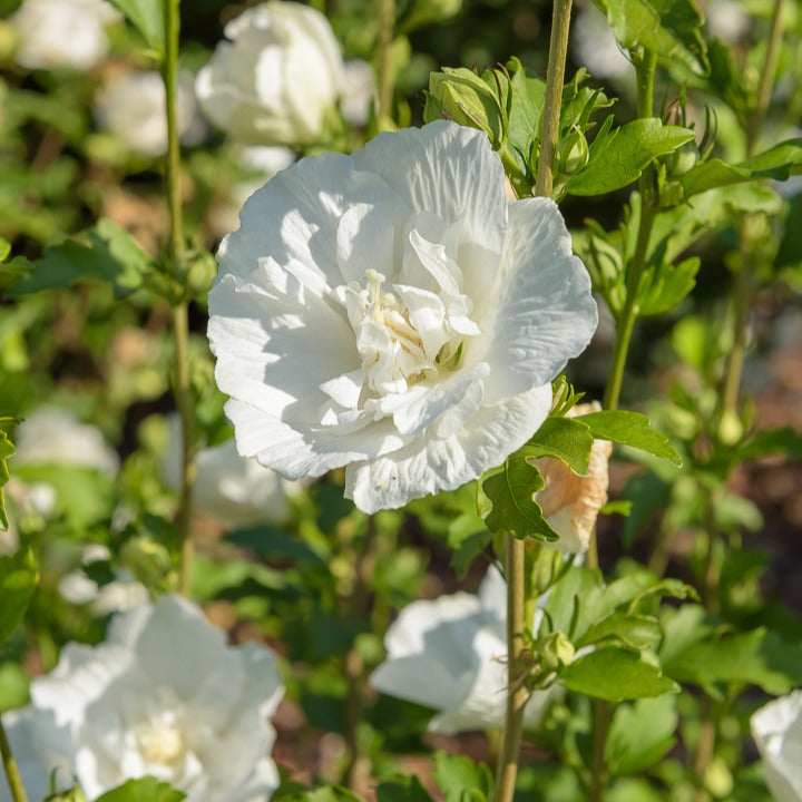 Bakker White Chiffon hibiscus arbuste pot 1,3 L blanc