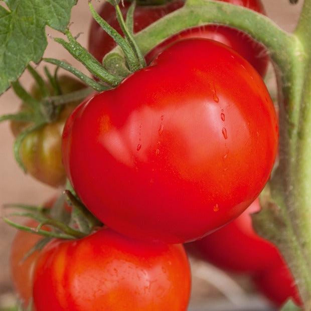 Bakker Potager Collection 3 tomates Coeur Boeuf sachets sauce