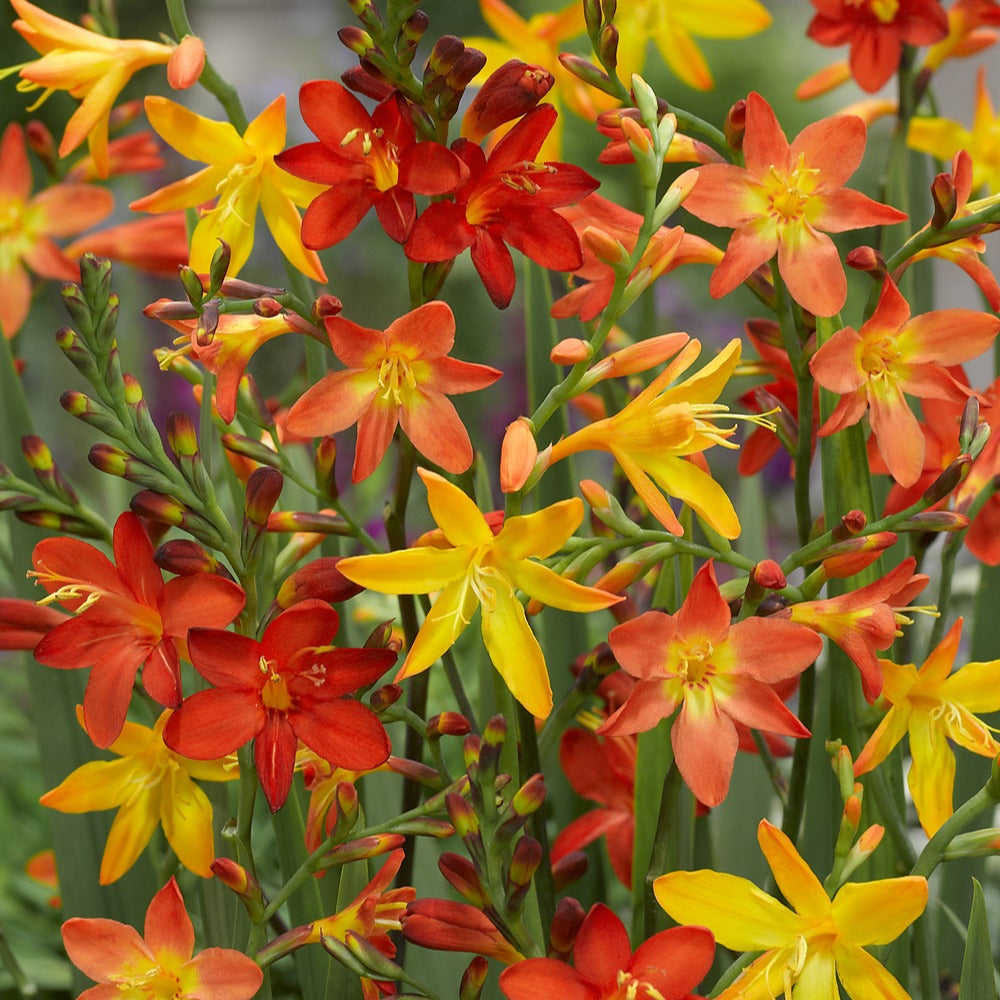 Bakker Crocosmia en mélange bulbe été 30 bulbes floraison jaune