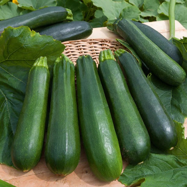 Bakker Collection 7 sachets graines potager tomates radis