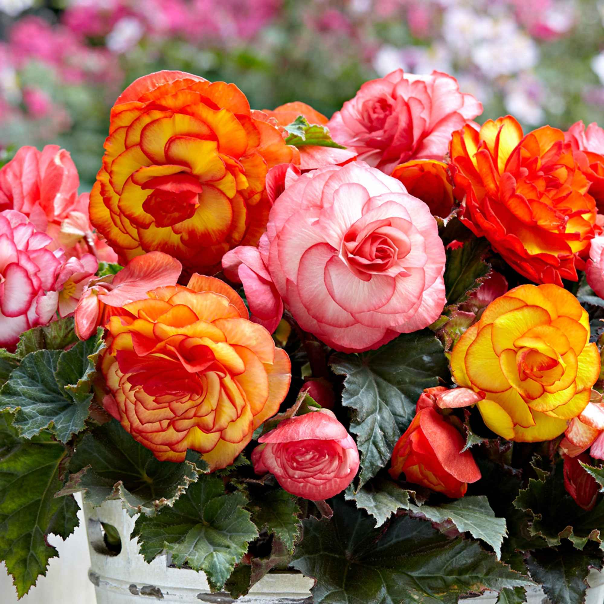Bakker Bégonias Golden Balcony bulbes 5 pièces