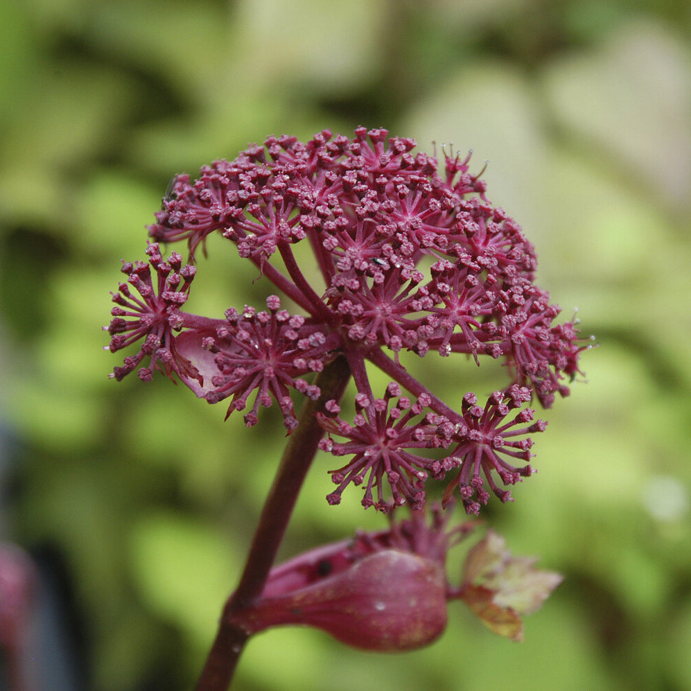 Bakker Angélique pourpre Angelica gigas pot 8 cm