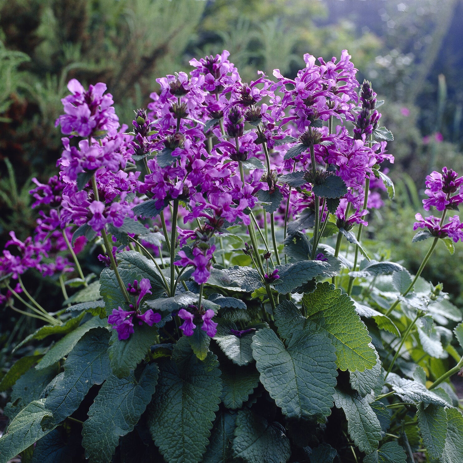 Bakker Superba épiaire grandes fleurs pot 9cm violet