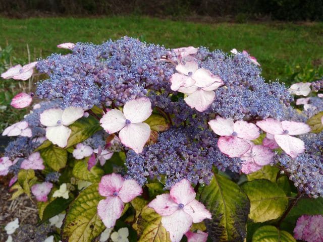 Les Hortensias du Haut Bois Golden Sunlight hortensia serrata