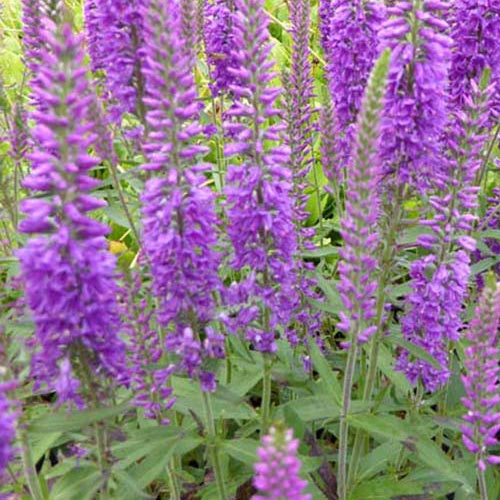 Bakker Véronique Eveline vivace pot Ø 9 cm fleurs violettes