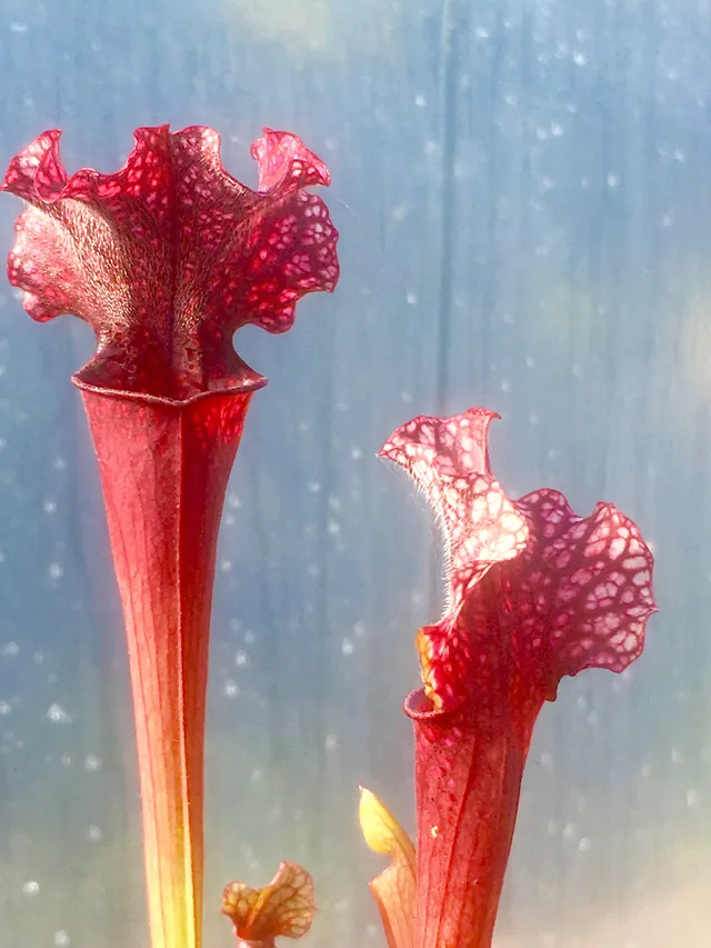 Carniflore Sarracenia Judith Hindle plante carnivore pot 11cm