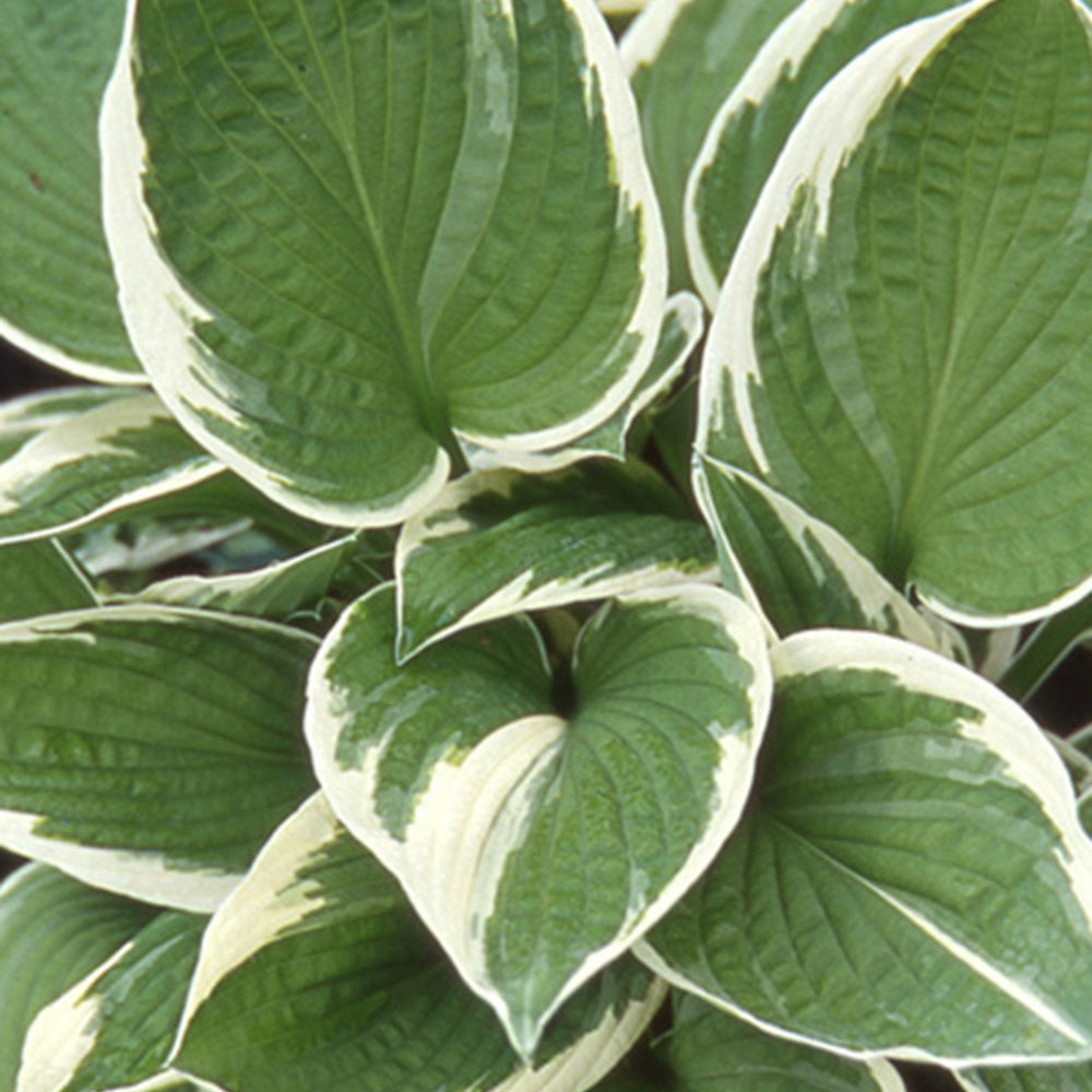 Bakker Hosta Francee plante vivace pot 8cm feuillage panaché
