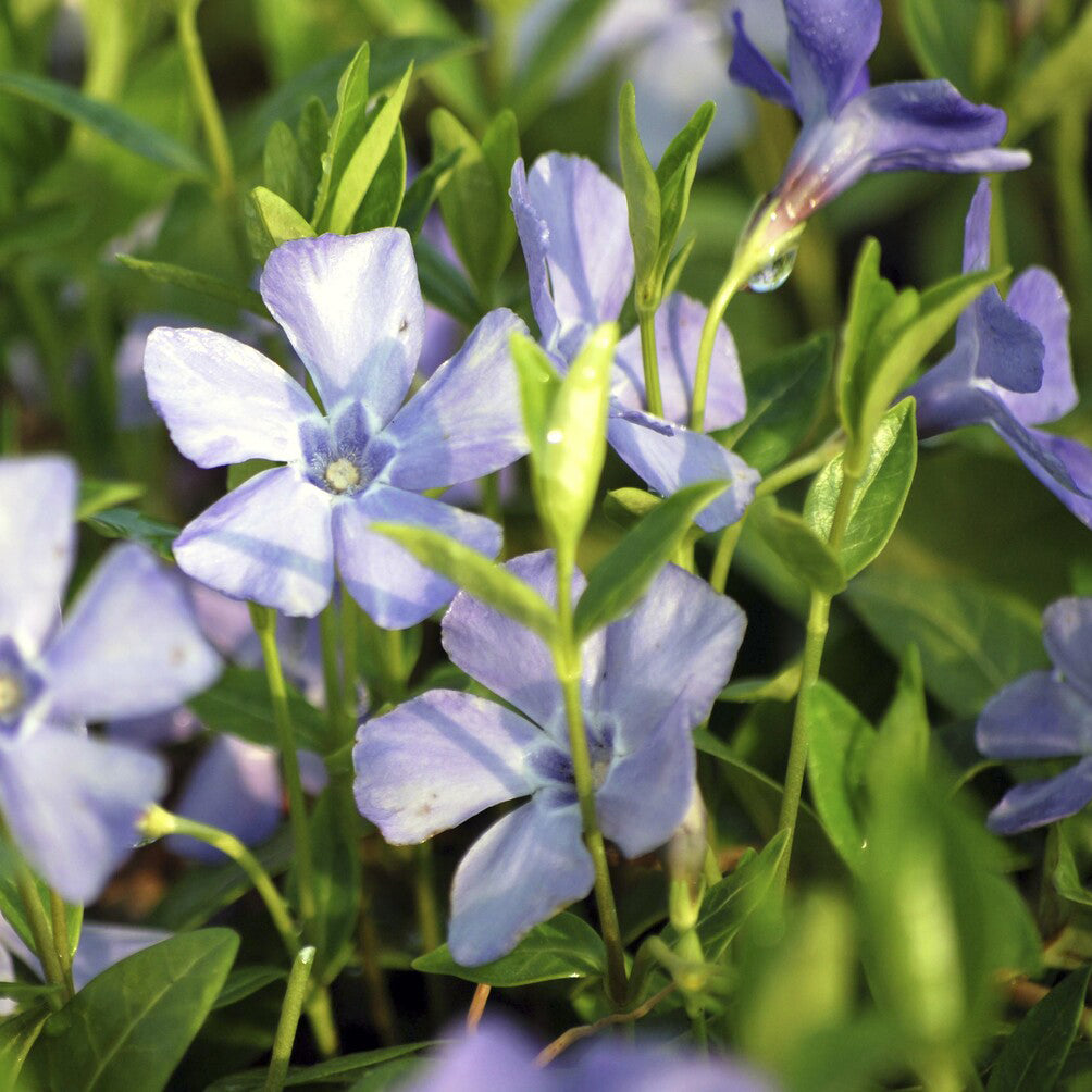 Bakker La Grave petite pervenche pot 9cm couvre-sol violet