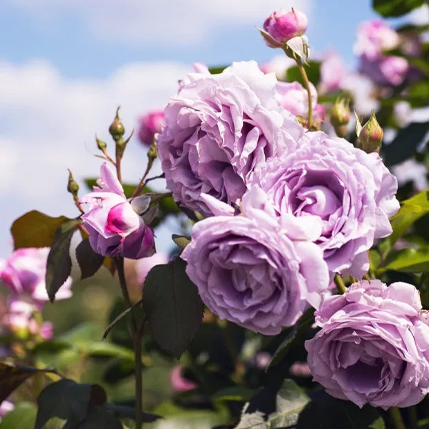 Bakker Indigoletta rosier grimpant racine nue violet