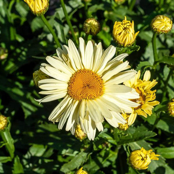 Bakker Marguerite Banana Cream vivace 2 pots 9cm jaune