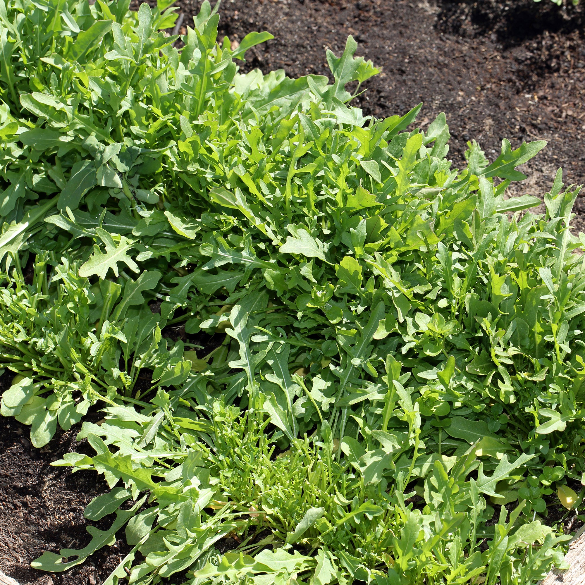 Bakker Roquette Sauvage Sylvetta graines 2g goût poivré