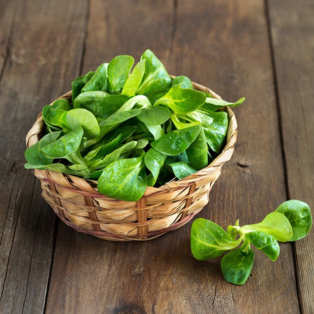 Bakker Potager Mâche Verte d'Etampes graines sachet 4g
