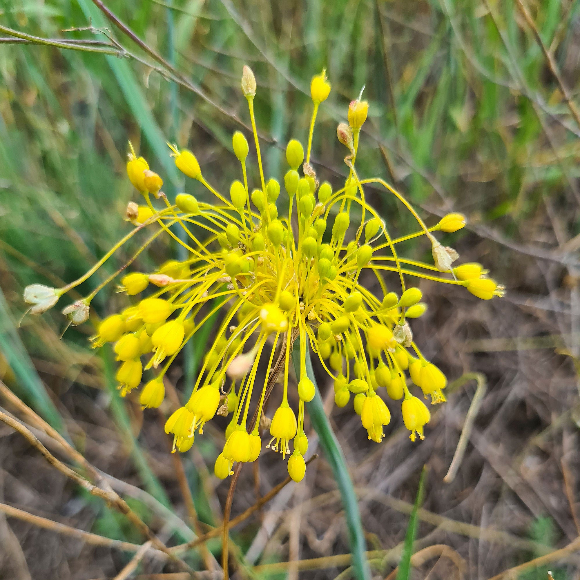 Bakker Ail Jaune Allium flavum vivace pot 8cm