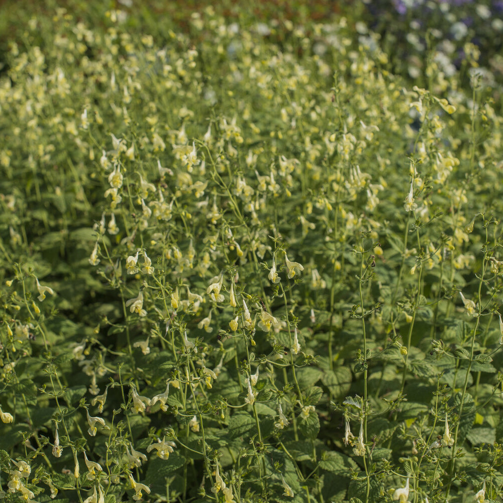 Bakker Nepeta govaniana menthe des chats pot 9cm jaune