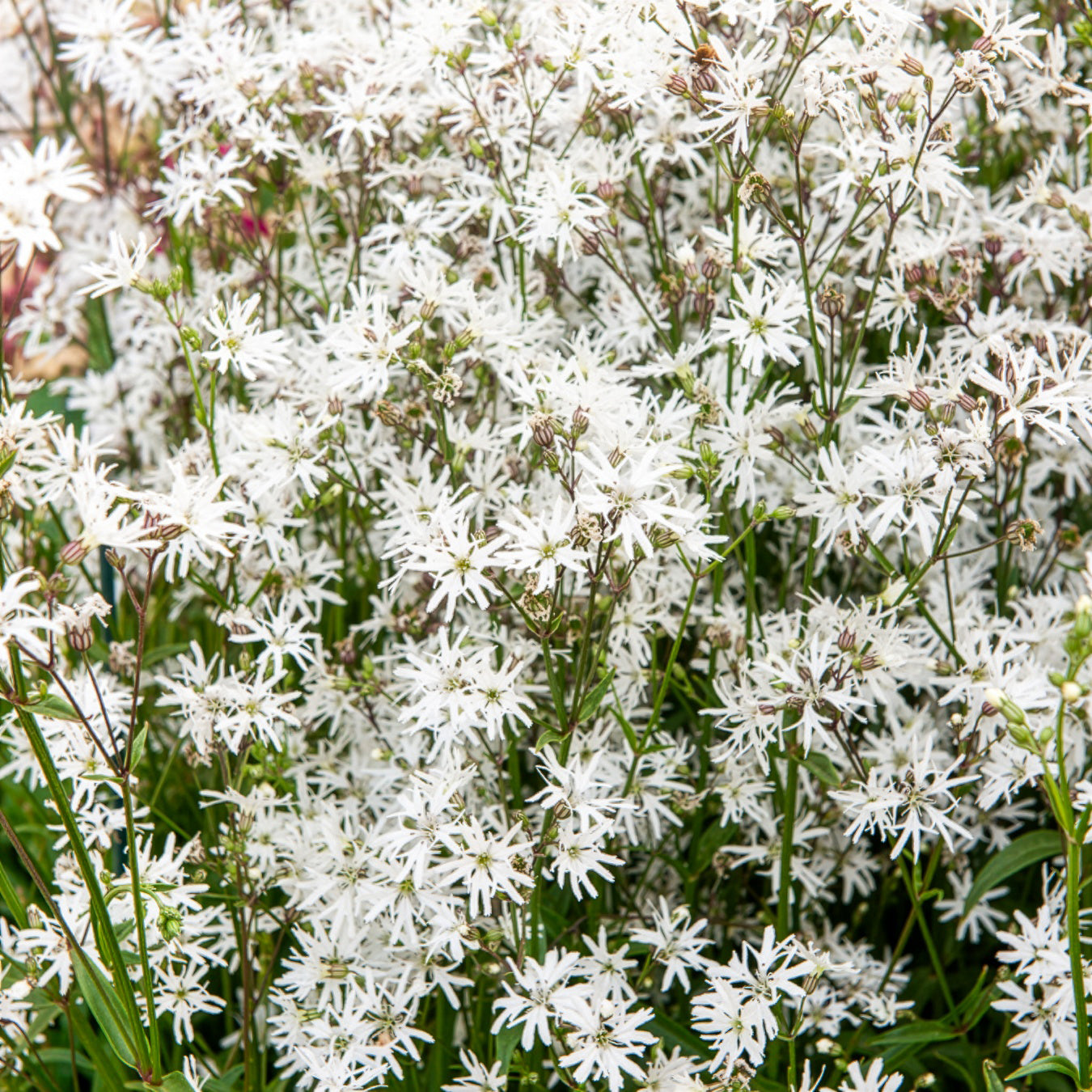 Bakker Lychnis White Robin plante vivace pot 9cm blanc