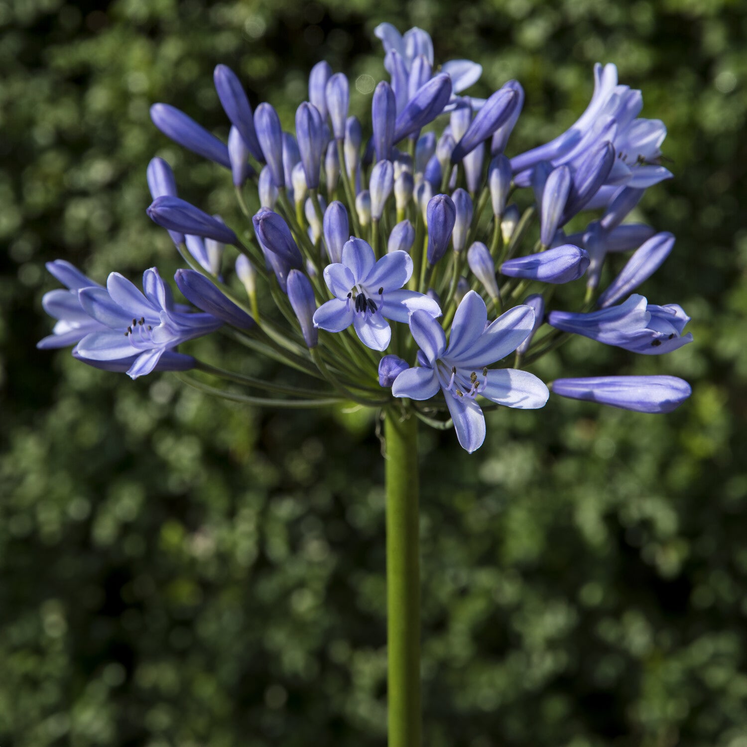 Bakker Plantes vivaces Agapanthe Doctor Brouwer pot 9cm bleue
