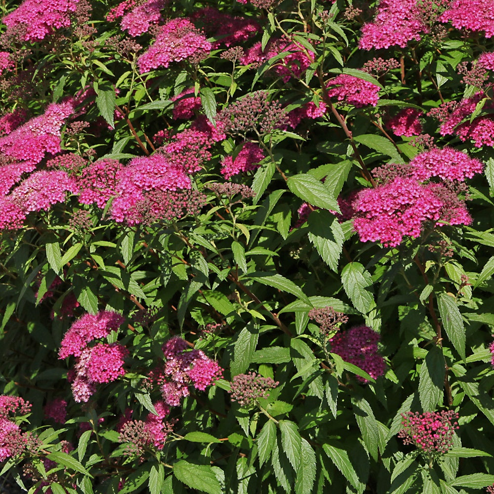 Bakker Spirée Anthony Waterer arbuste pot 3L 30-40 cm fuchsia