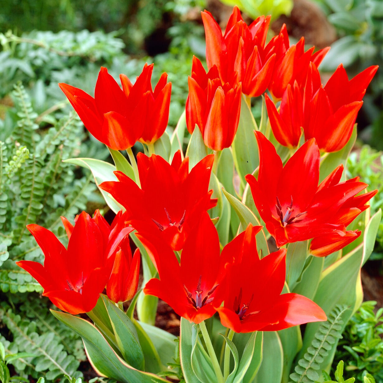 Bakker Tulipe Praestans Bloemenlust 10 bulbes rouge