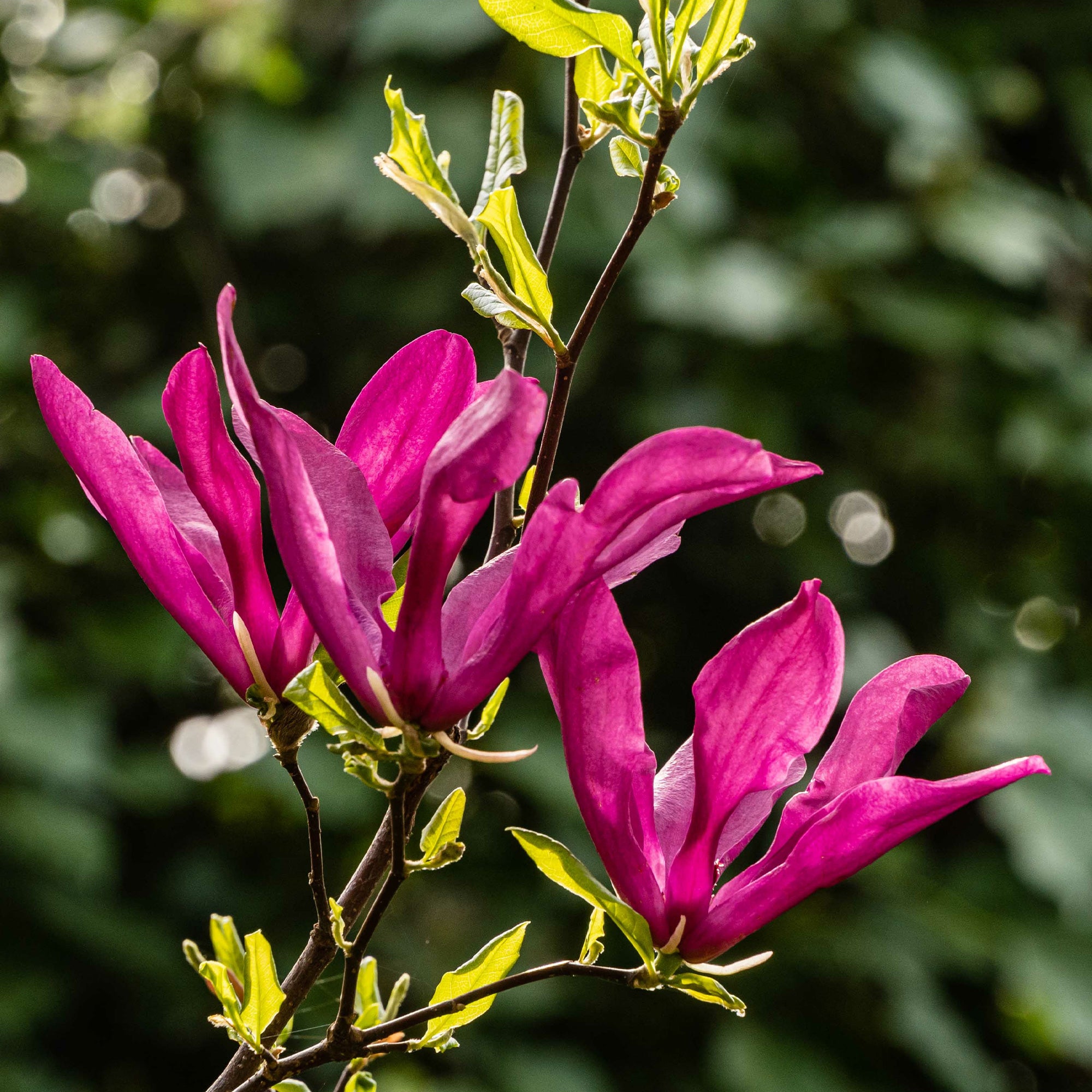 Bakker Magnolia Susan arbuste pot 2L 40-50cm fuchsia