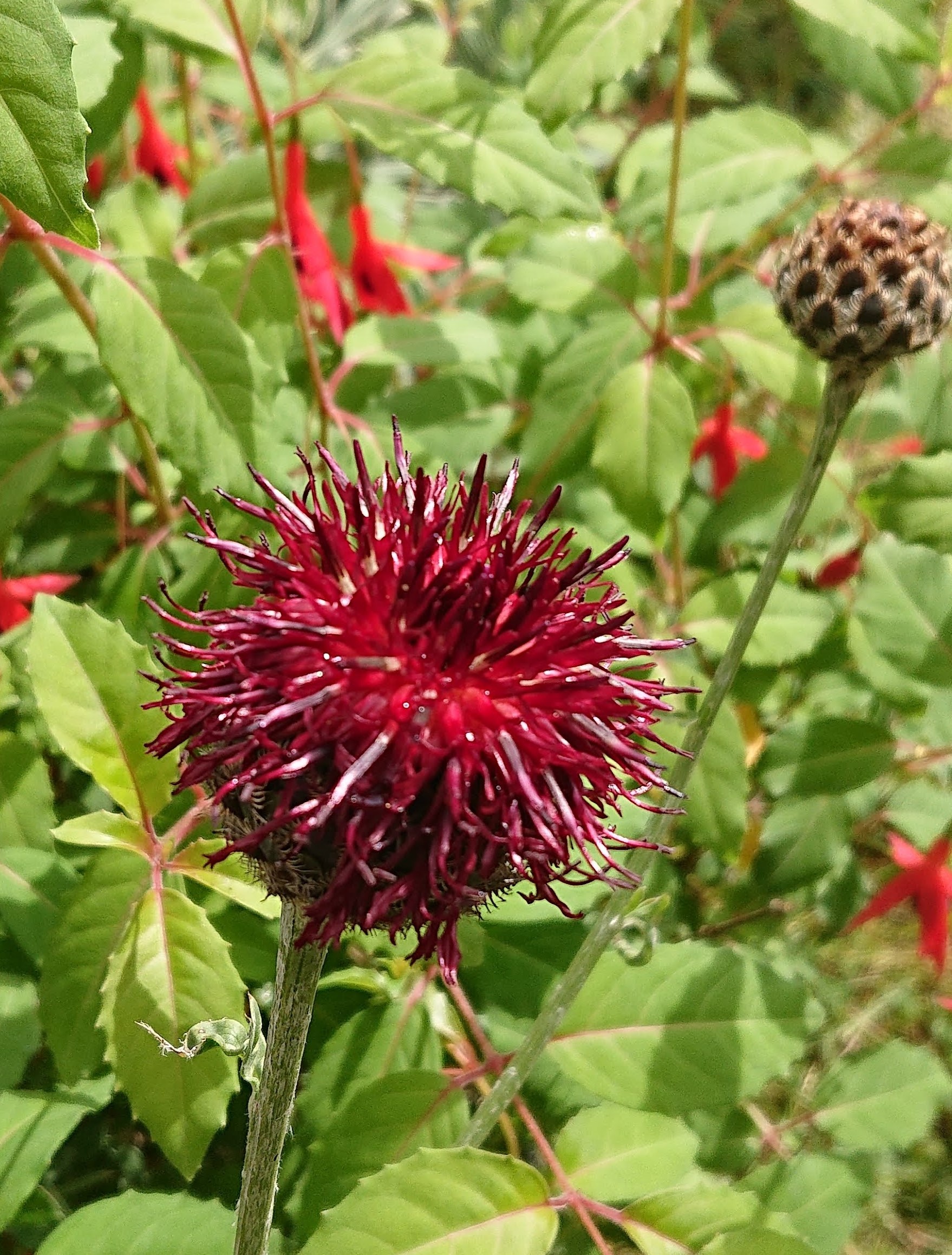 Passion Vivaces Centaurea Benoistii vivace godet bordeaux