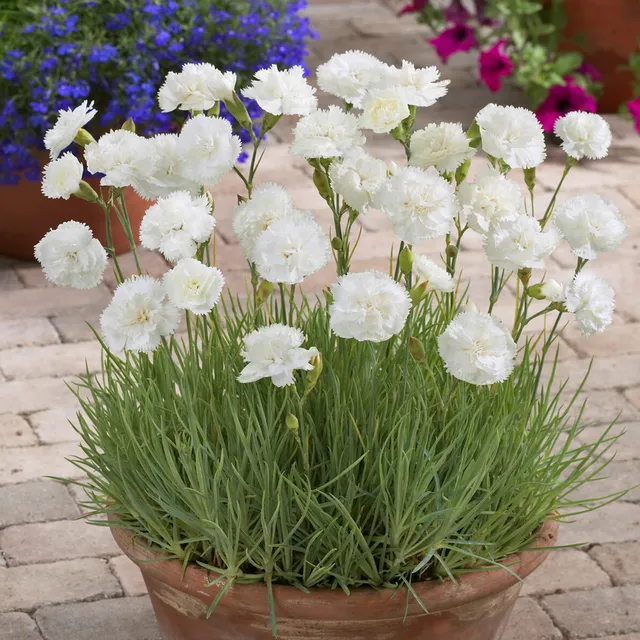Bakker Œillet mignardise Haytor White pot Ø 9cm blanc
