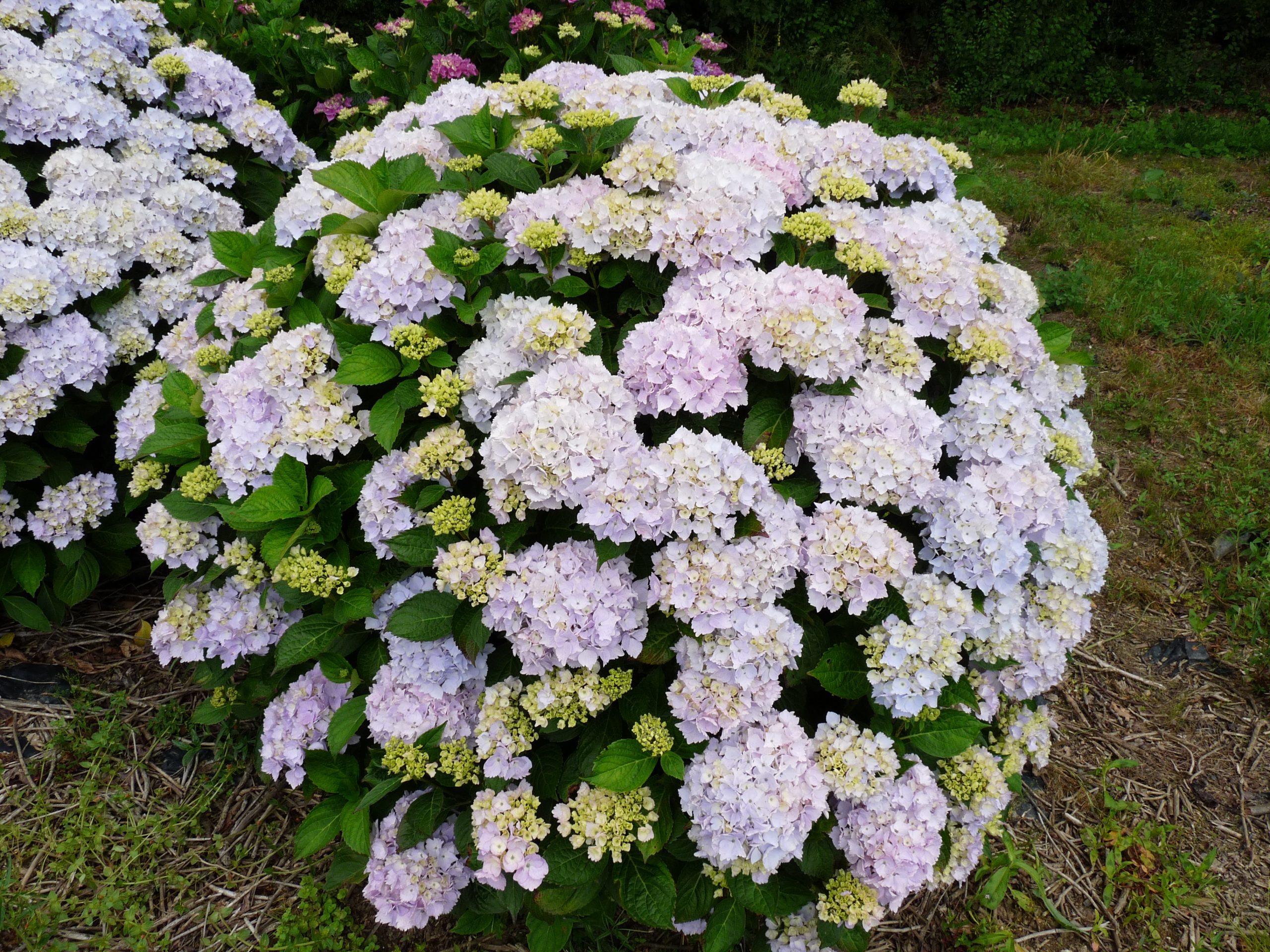 Les Hortensias du Haut Bois Marie Claire hortensia boule godet