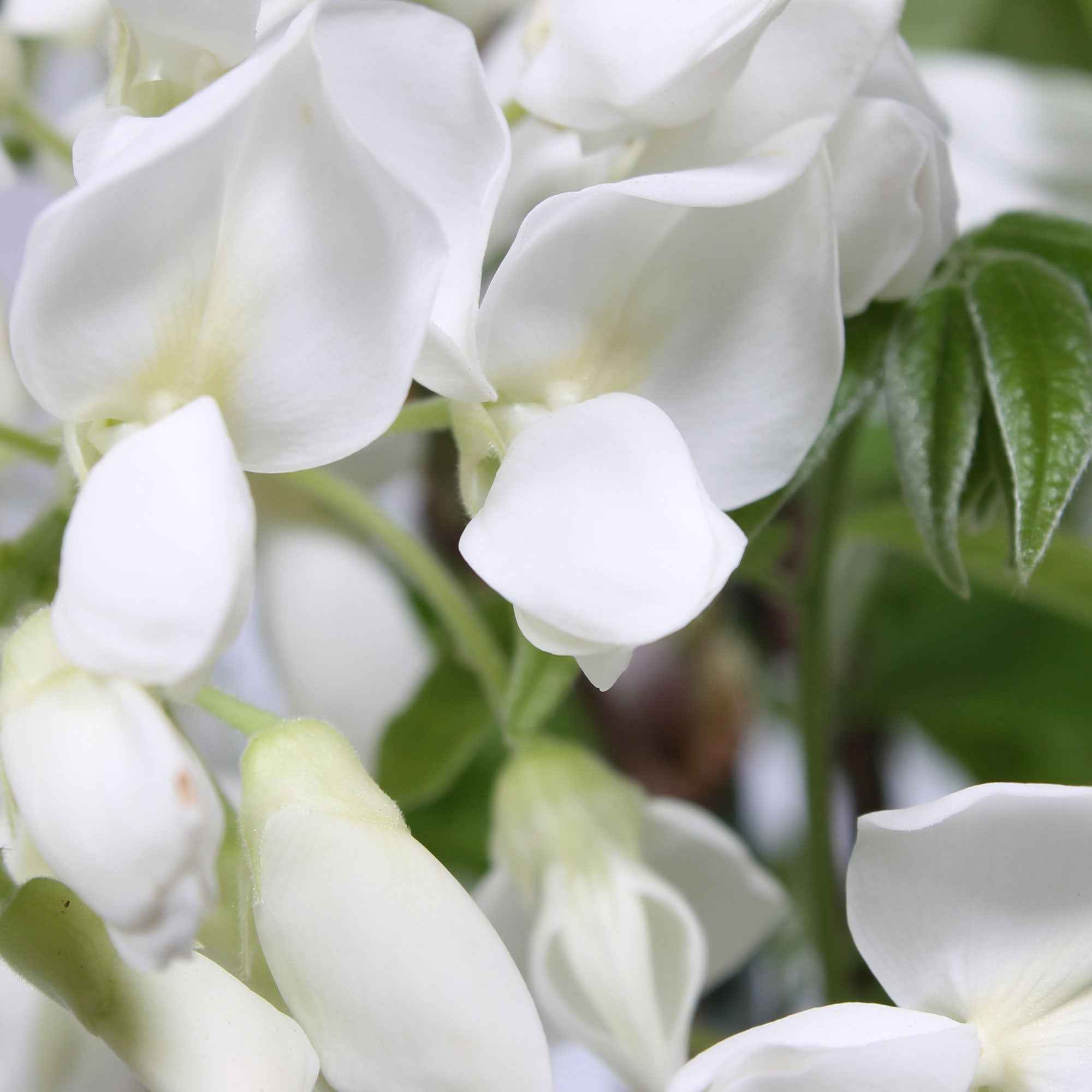 Bakker Glycine blanche grimpante parfumée 2L 40-50cm