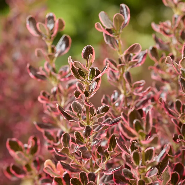 Bakker Coprosma repens Eclipse arbuste pot Ø9cm persistant
