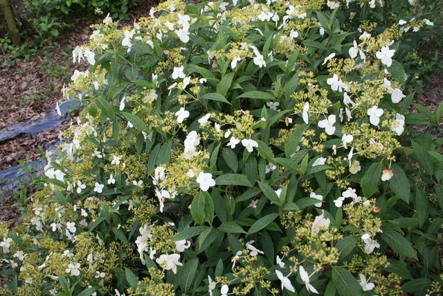 Les Hortensias du Haut Bois Angustipetala hortensia parfumé godet