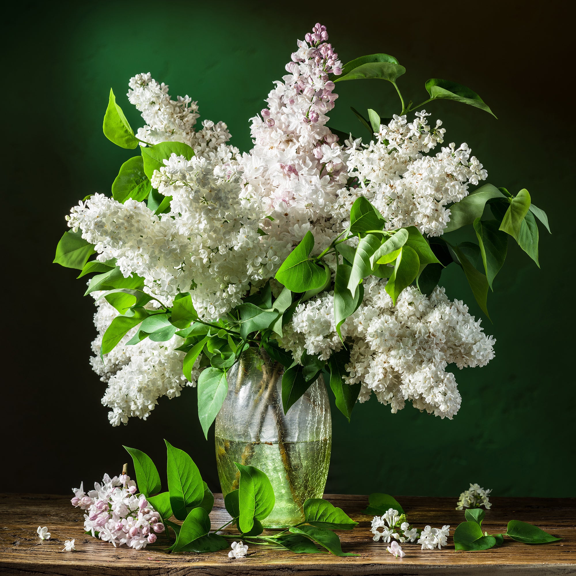 Bakker Madame Lemoine lilas double blanc pot parfumé