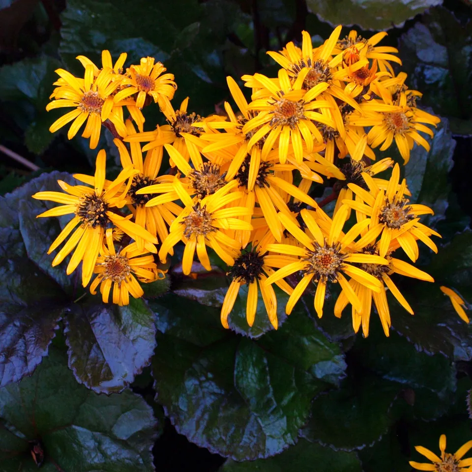 Passion Vivaces Ligularia desdemona Britt Marie plante pot 1L