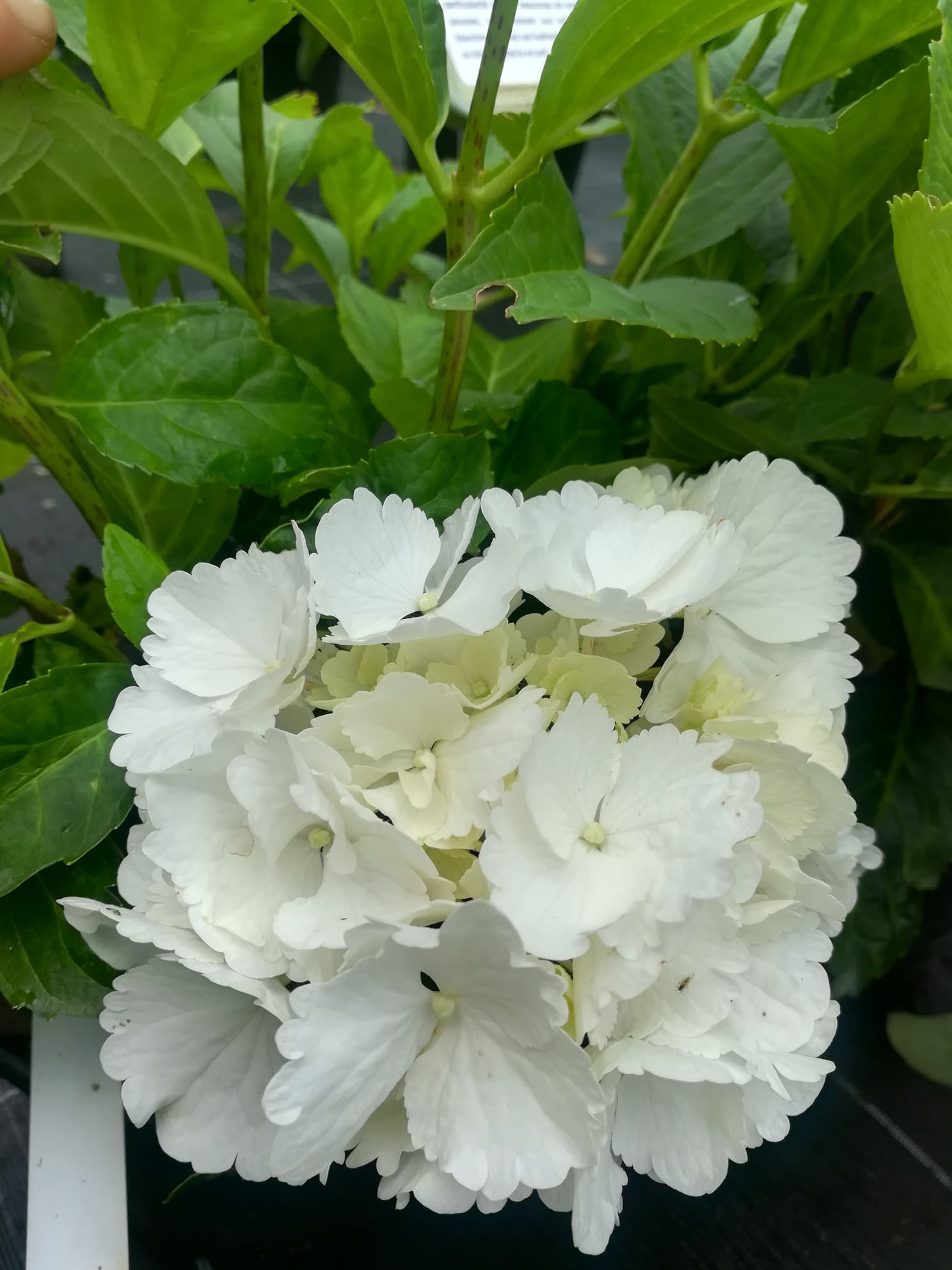 Les Hortensias du Haut Bois Schneeball hortensia boule godet