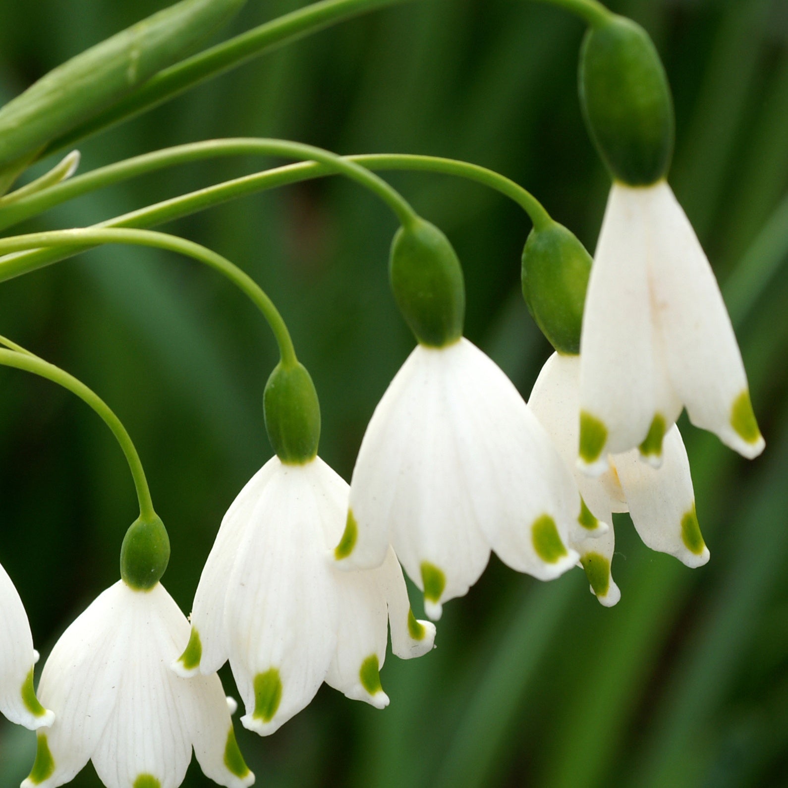 Bakker Bulbes à fleurs Nivéoles d'été bulbe blanche sachet de 8