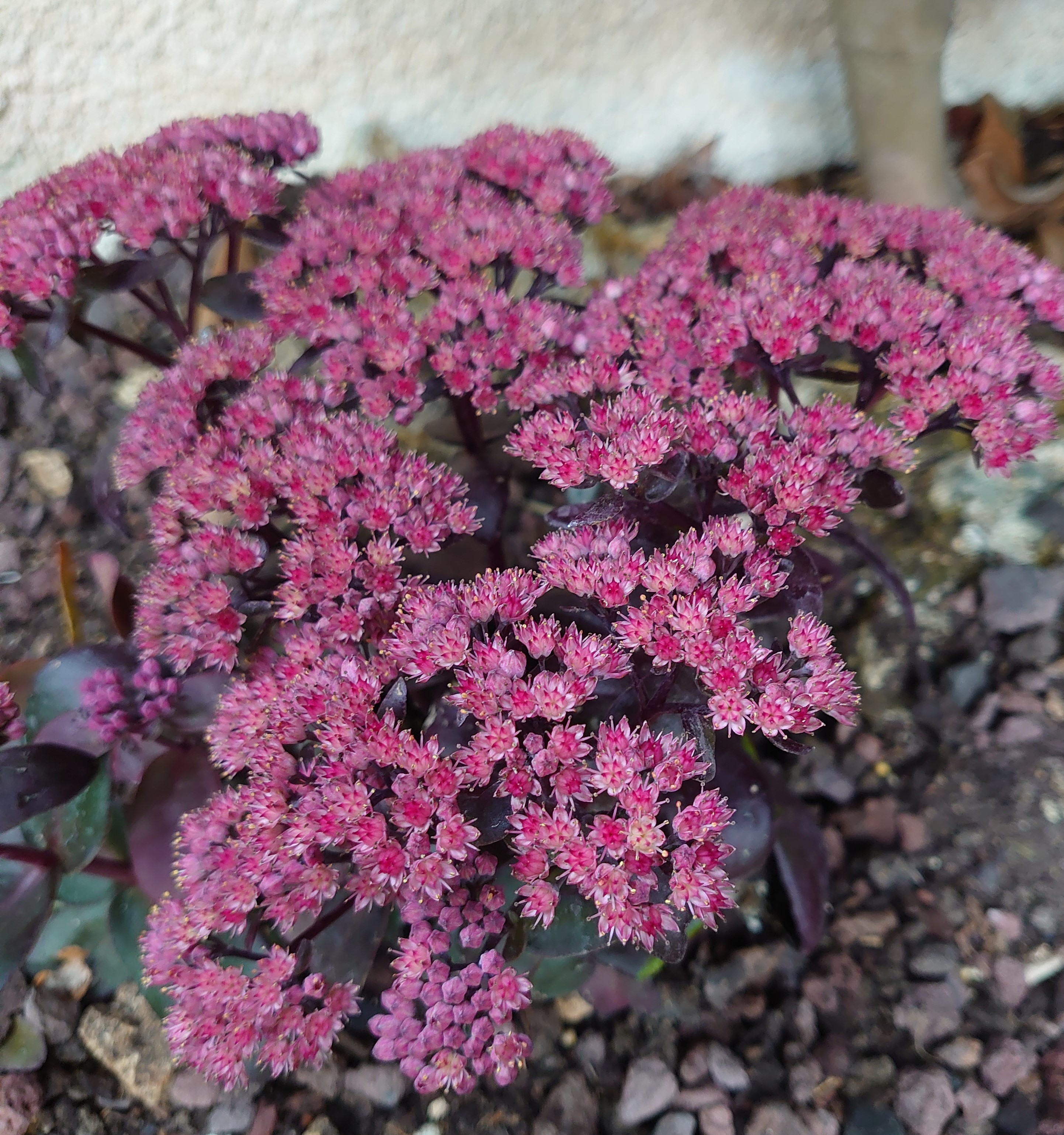 Passion Vivaces Sedum Dark Magic orpin pot 1 litre feuillage pourpre