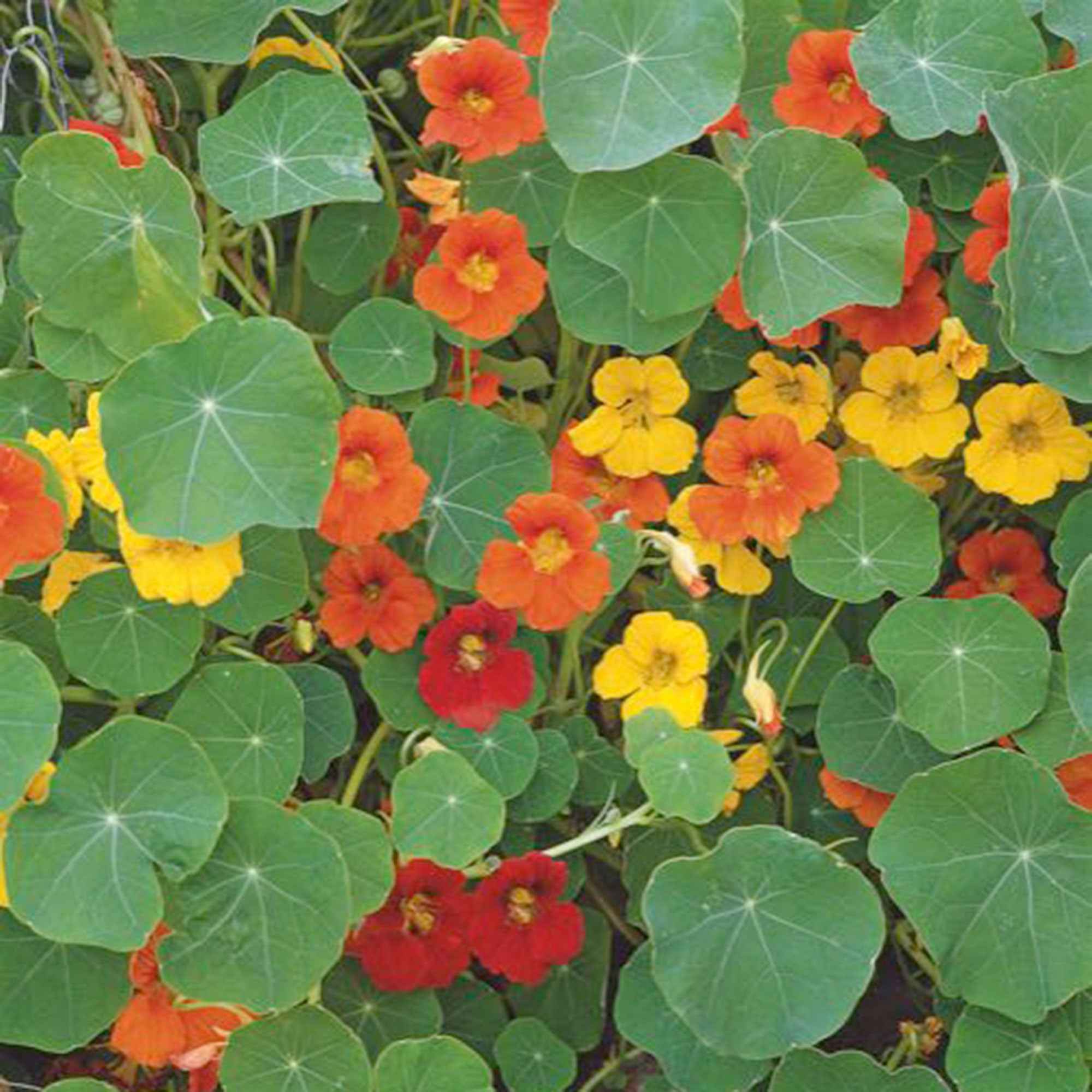 Bakker Capucine grande fleur simple mélange bio 2,5g