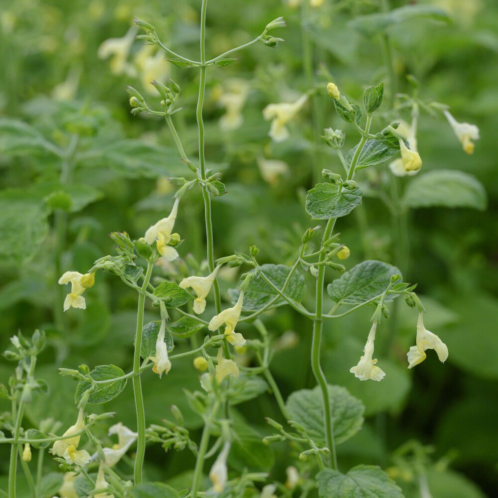 Bakker Nepeta govaniana menthe des chats pot 9cm jaune