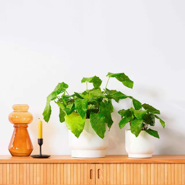 Bakker Network calathea plante d'intérieur pot 14cm vert