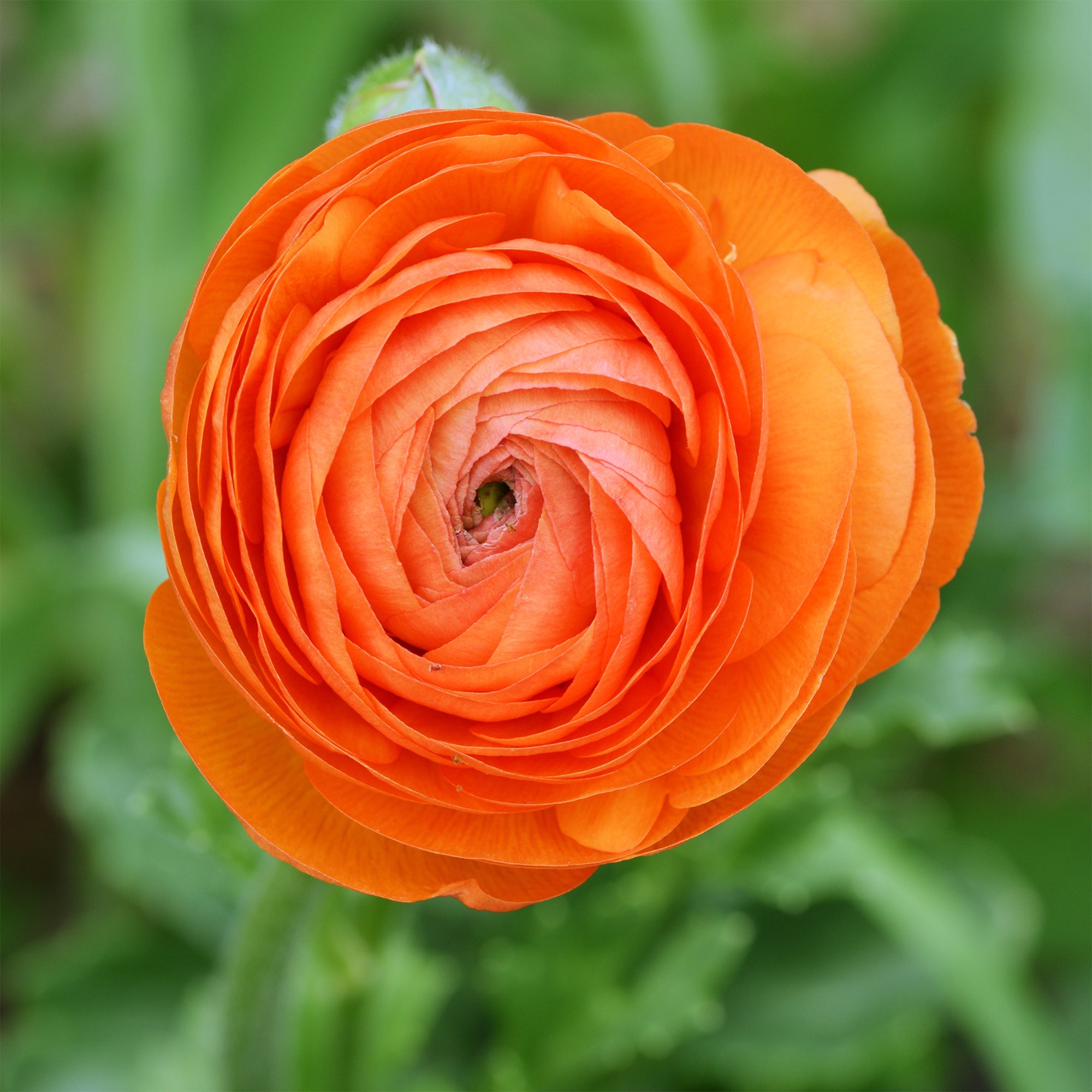 Bakker Bulbes à fleurs 10 Renoncules Orange Flame sachet 10 bulbes orange