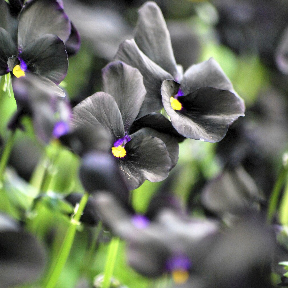 Bakker Vivaces Violette cornue Molly Sanderson pensée pot 9cm noire