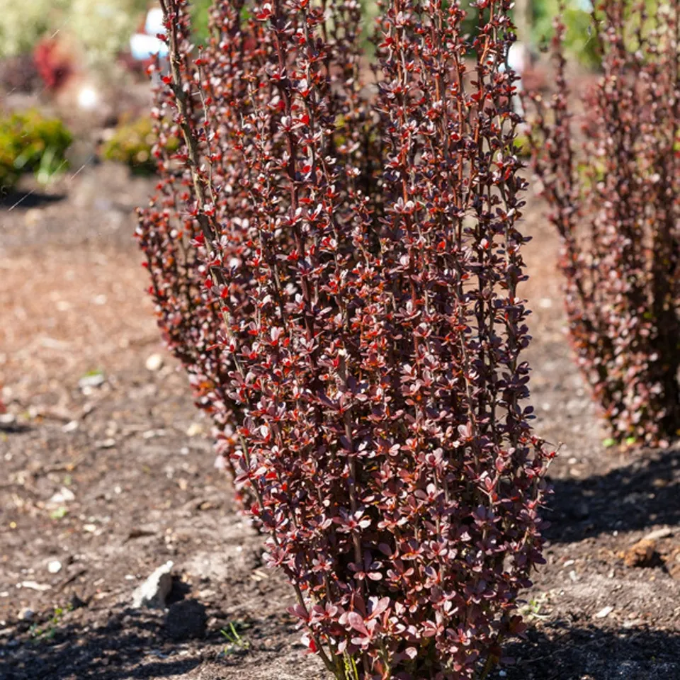 Bakker Helmond Pillar épine-vinette 3L rouge