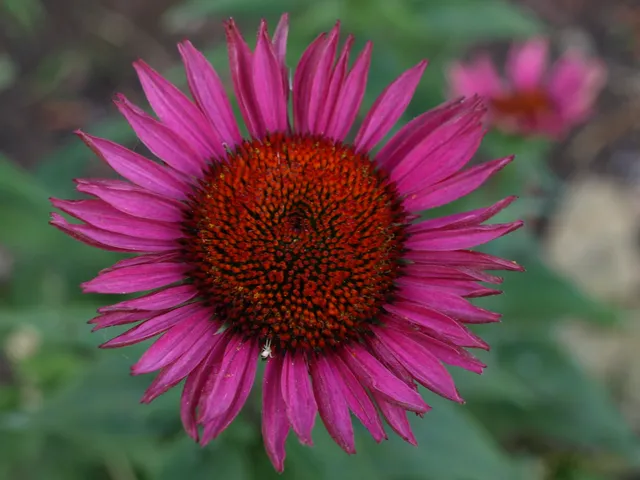 Passion Vivaces Echinacea Vintage Wine plante vivace godet lie-de-vin