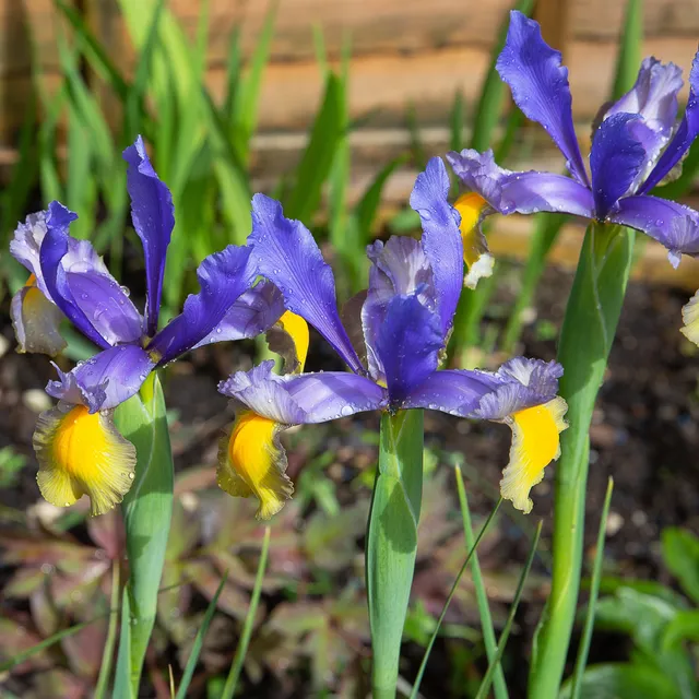 Bakker Iris Frans Hals bulbes 10 pièces bleu jaune