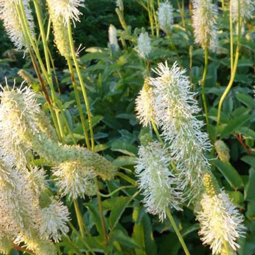 Bakker Plantes vivaces Pimprenelle du Canada vivace pot Ø 9cm blanc