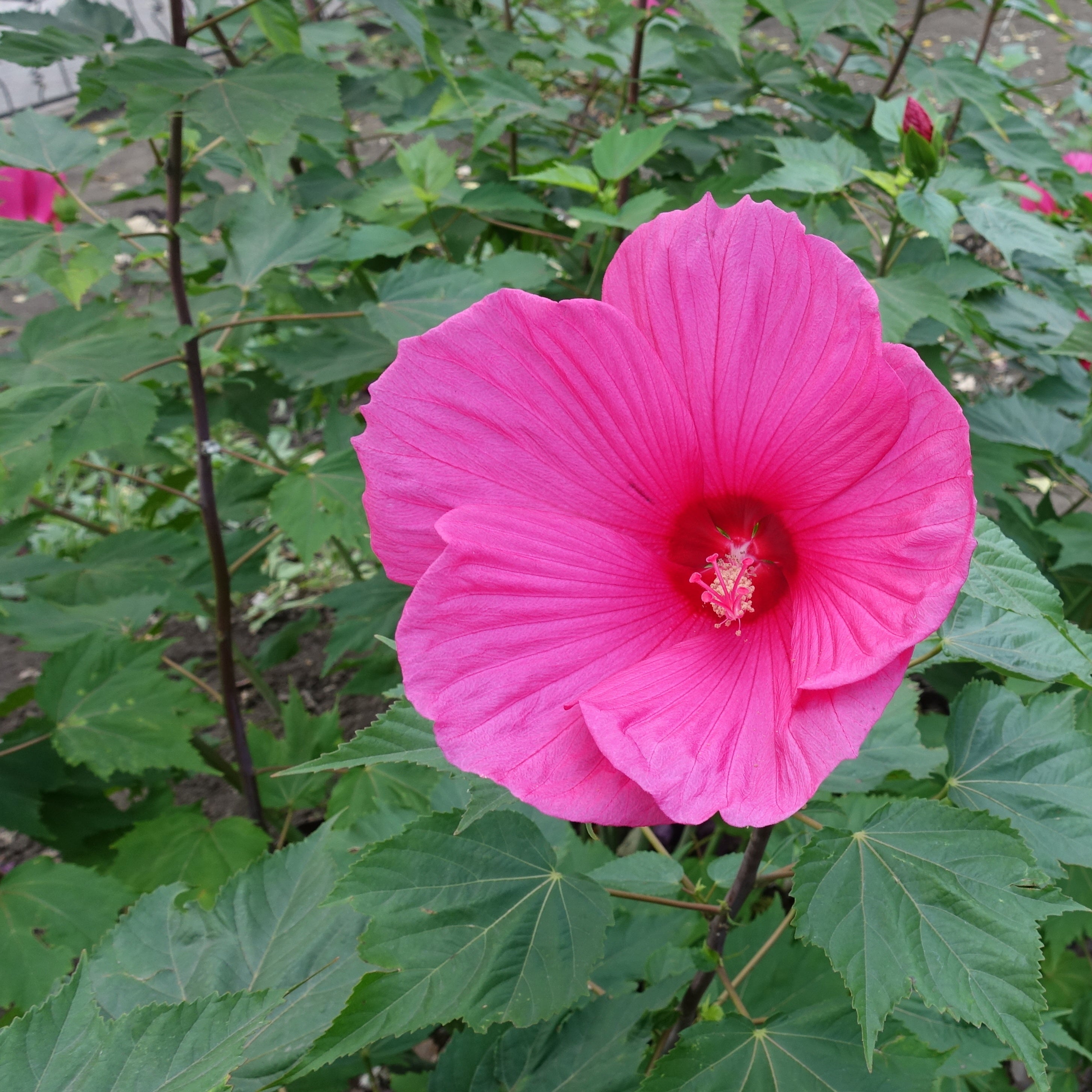 Bakker Hibiscus marais Extreme Magenta pot 9cm
