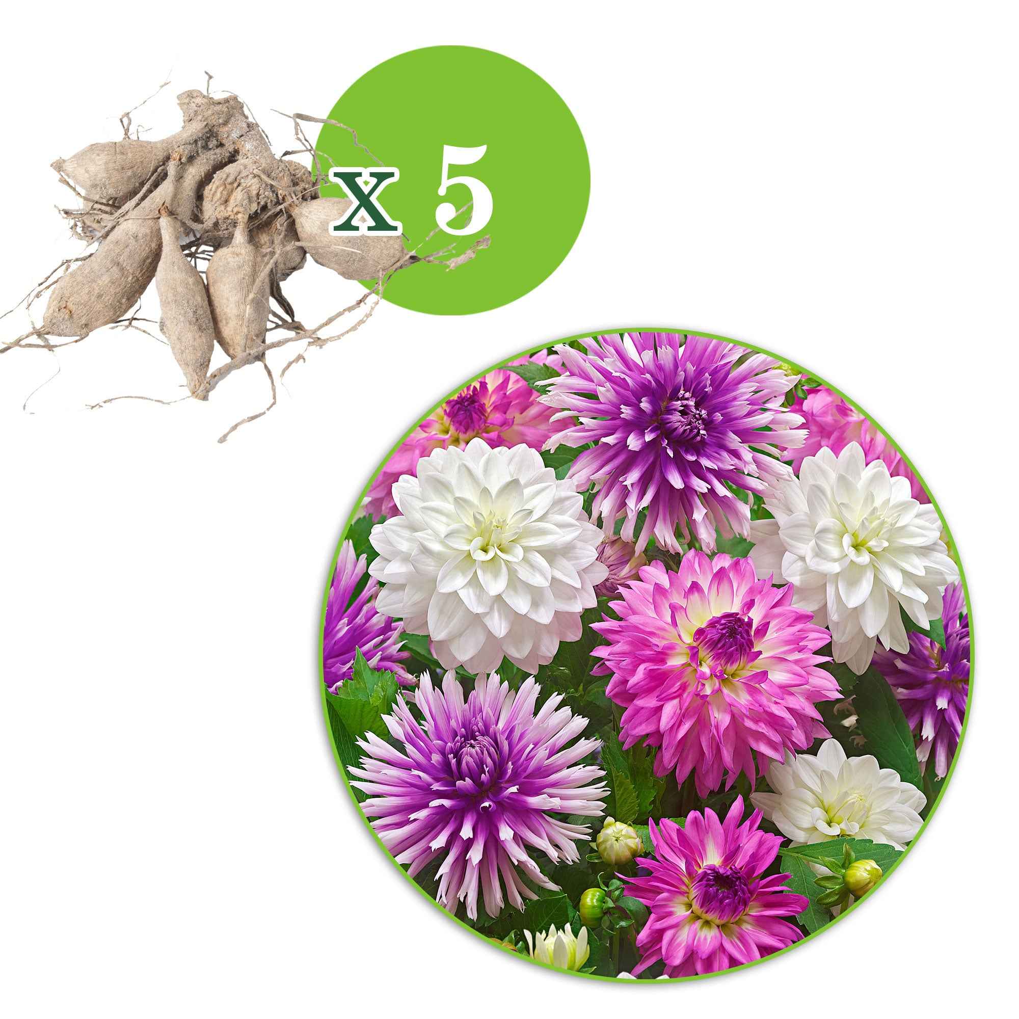 Bakker All Summer Long dahlia mélange 5 bulbes calibre I