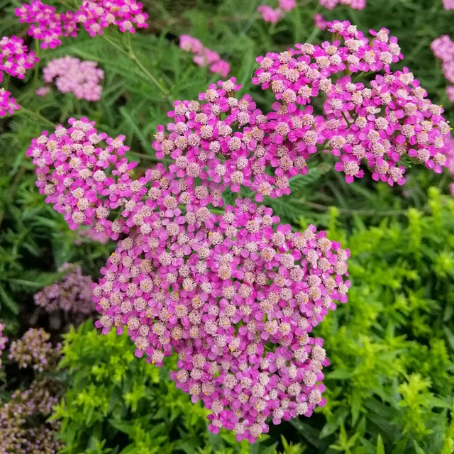 Bakker Mily Rock achillée millefeuille rose 2 pots Ø9cm