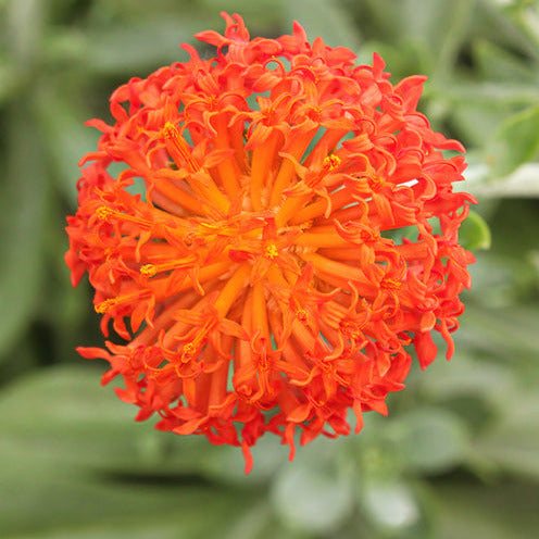 Bakker Helenium séneçon pot Ø12cm feuillage bleu