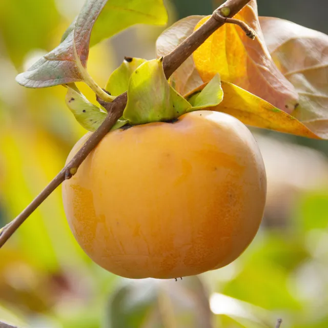 Bakker Kaki Tipo arbre fruitier pot 3L 50-80cm fruits orange