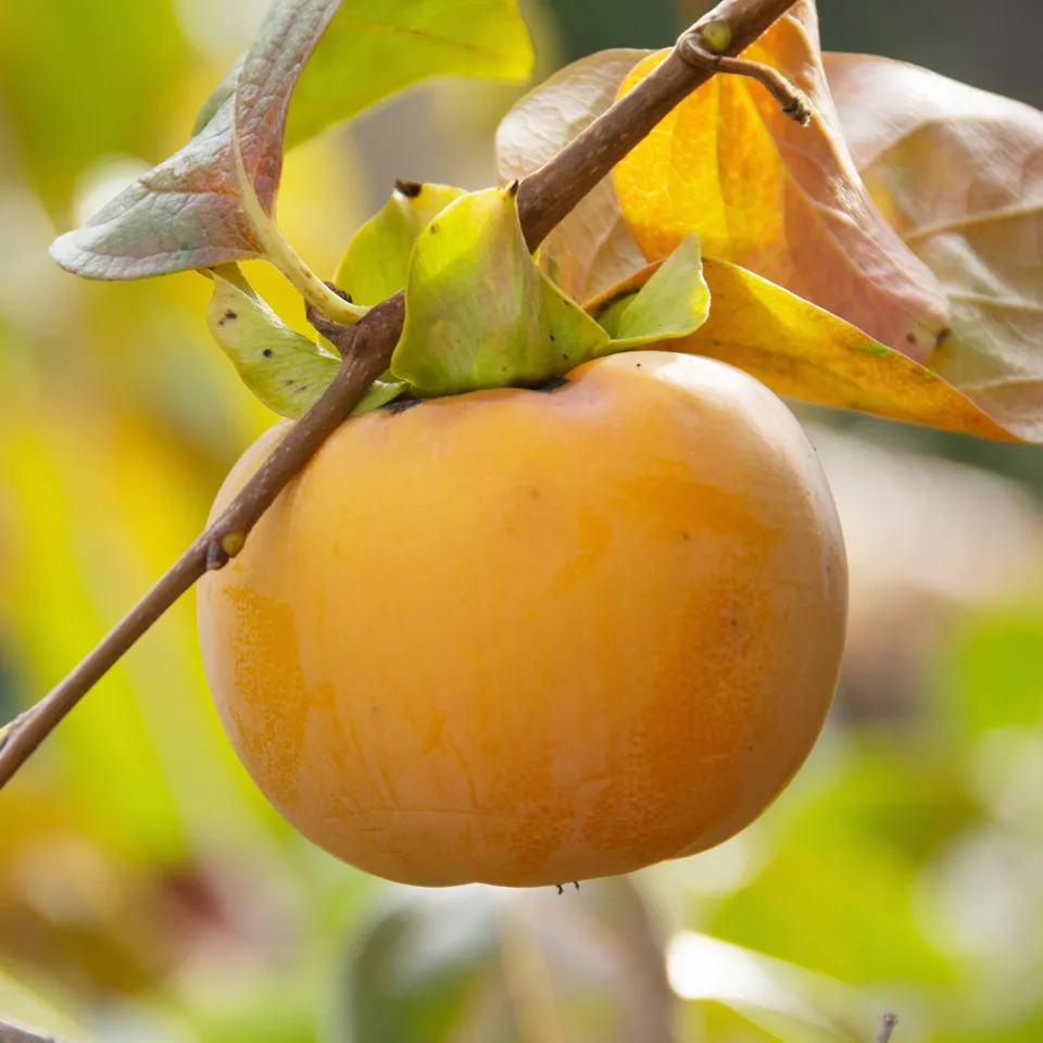 Bakker Kaki Tipo arbre fruitier pot 3L 50-80cm fruits orange